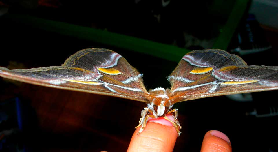 Бабочка тутового шелкопряда