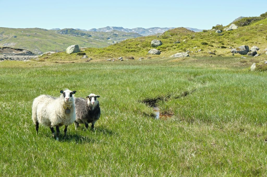 Исландские овцы